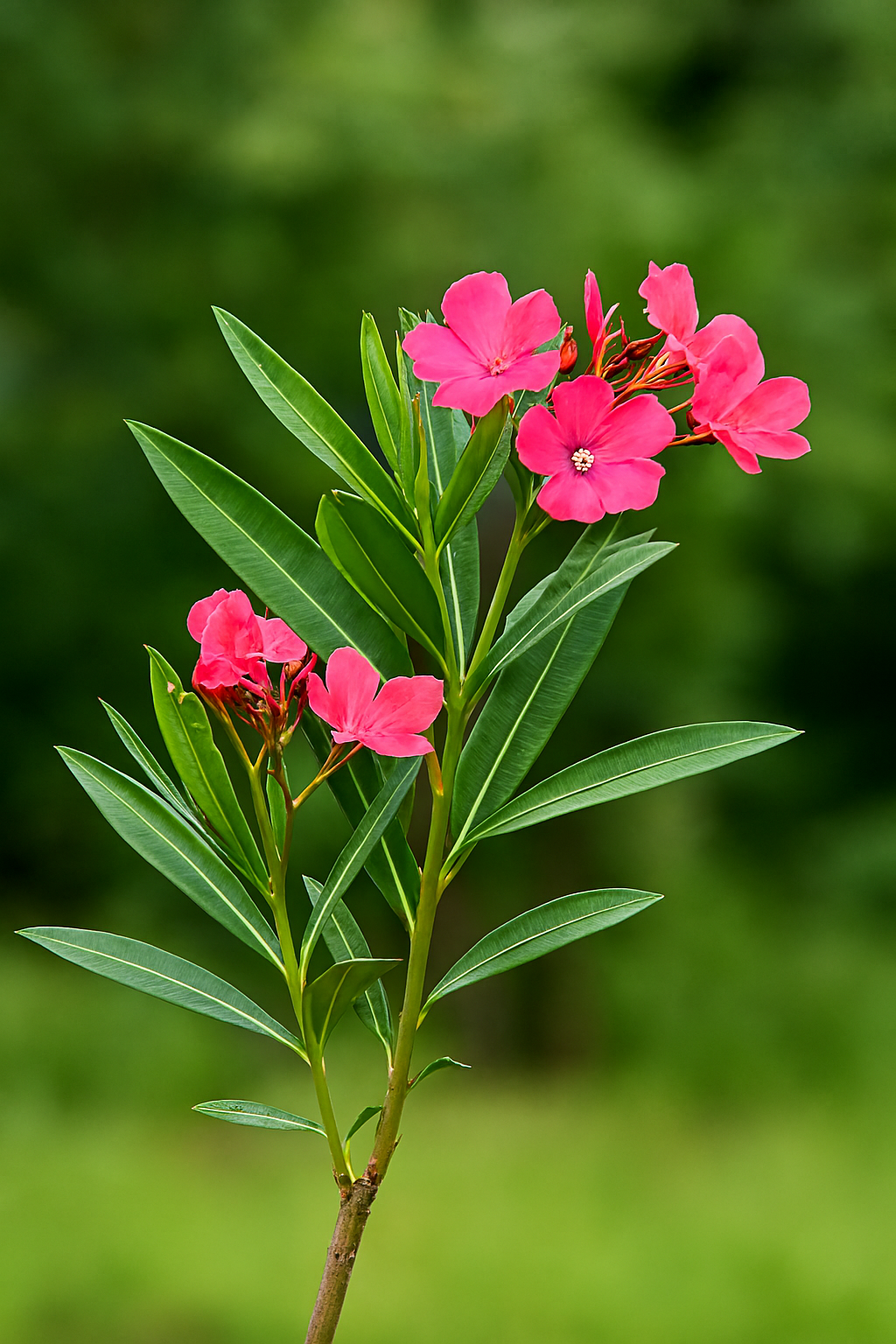Flores vistosas em tons de rosa intenso, reunidas em cachos.
Folhas lanceoladas, longas, estreitas e brilhantes, em arranjo verticilado.
Caule lenhoso e fino, sustentando a folhagem e as flores.