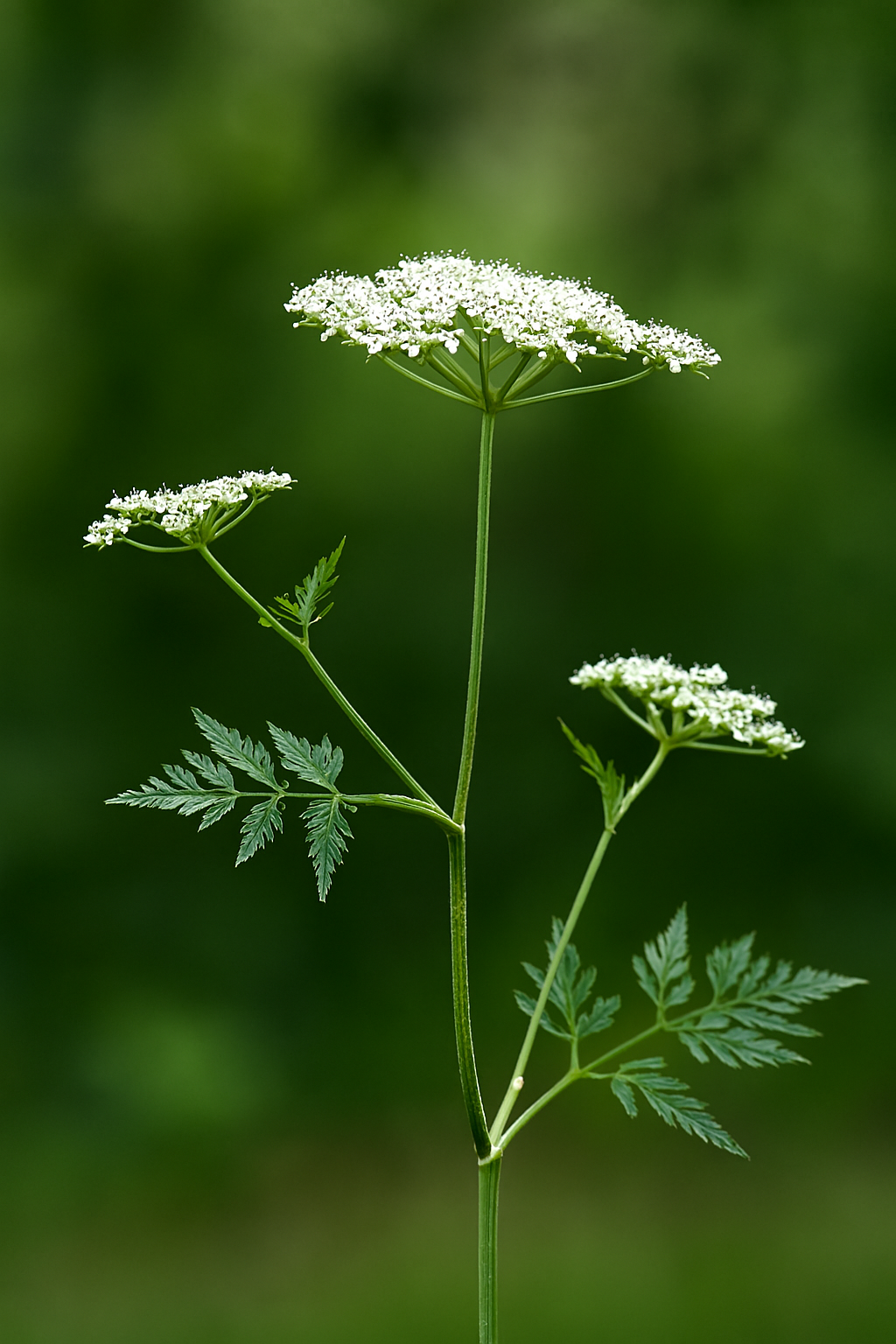 Inflorescências brancas em forma de guarda-chuva (umbelas), típicas da família Apiaceae.
Folhas compostas, finamente divididas e rendadas, lembrando a cenoura-brava.
Caule verde com manchas arroxeadas, uma das características mais marcantes da espécie.
Fundo natural desfocado em tons de verde, destacando a planta como protagonista.