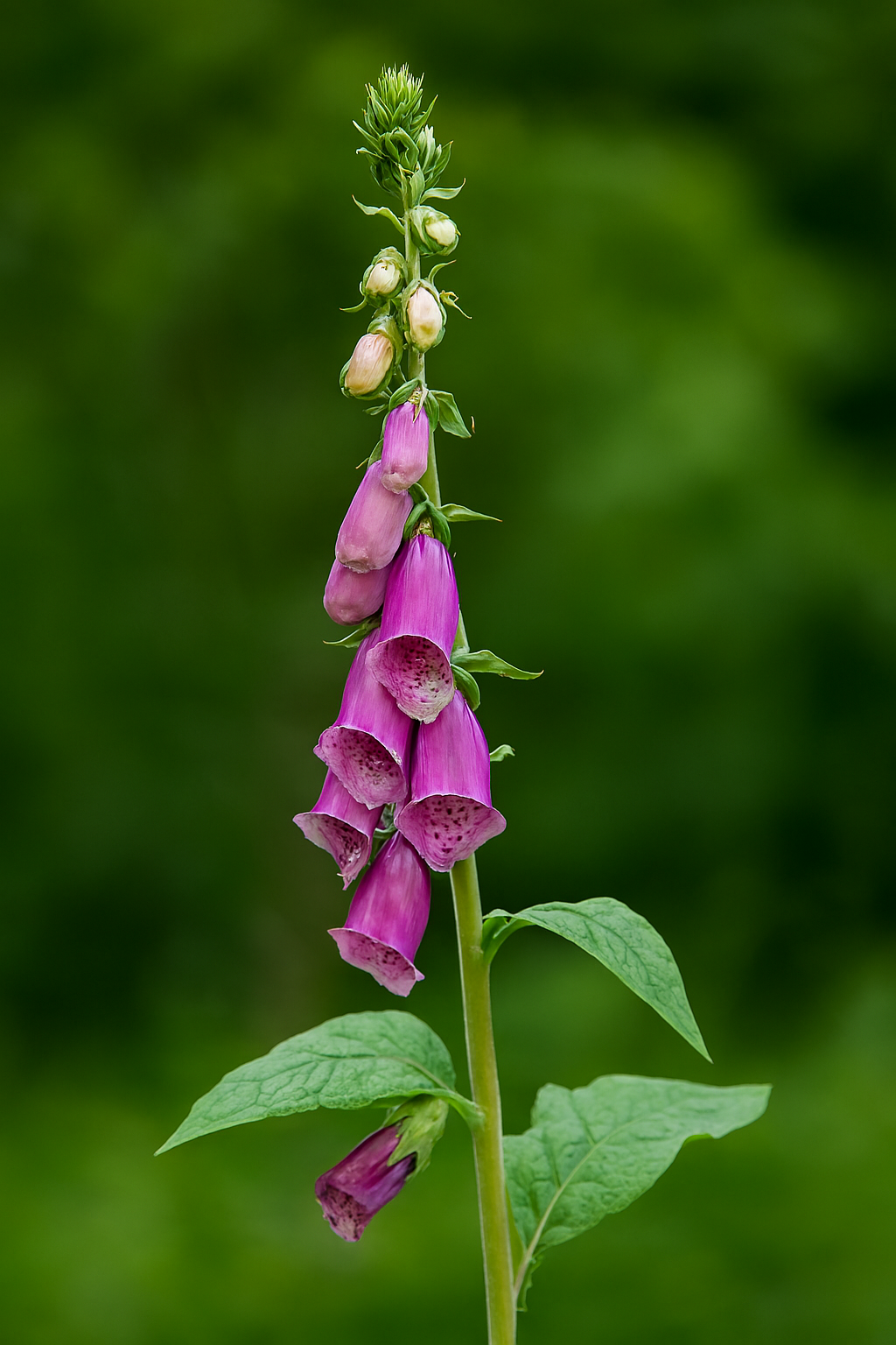 Flores tubulares em forma de sino (ou dedal), pendentes em espiga vertical, em tons de roxo intenso.
Interior das flores com pintas escuras sobre fundo claro, característica marcante da espécie.
Caule ereto e levemente piloso, sustentando a sequência de flores e botões ainda fechados no topo.
Folhas verdes, grandes e ovais, com textura rugosa e levemente peluda.