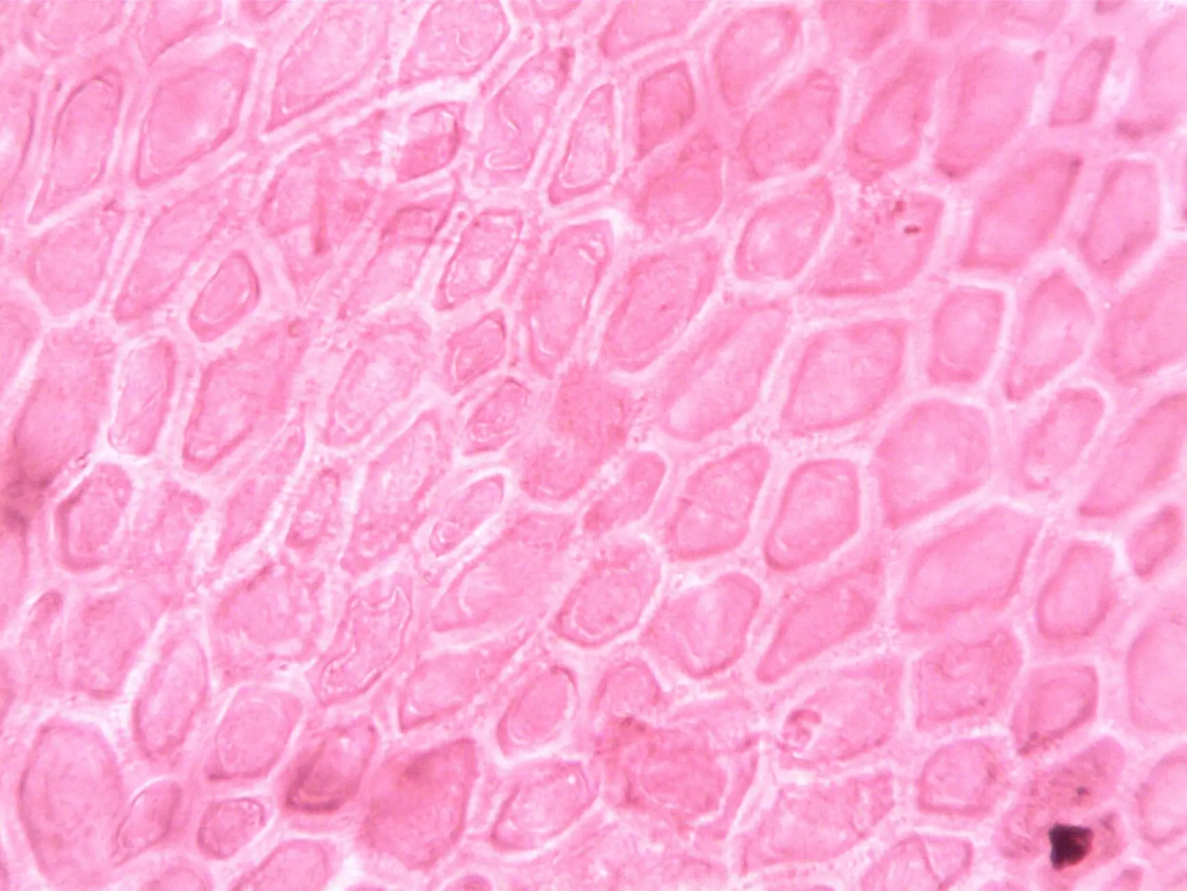 O Conceito de Inflammaging e a Matriz Extracelular