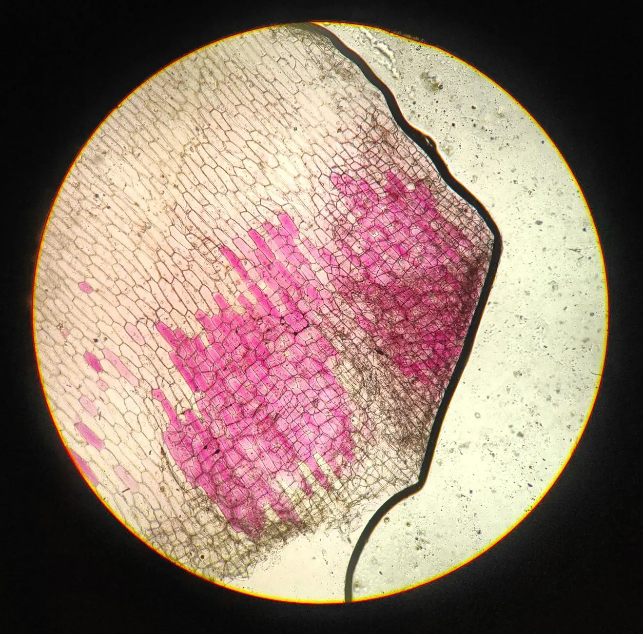 A Ciência por Trás da Elegância Molecular