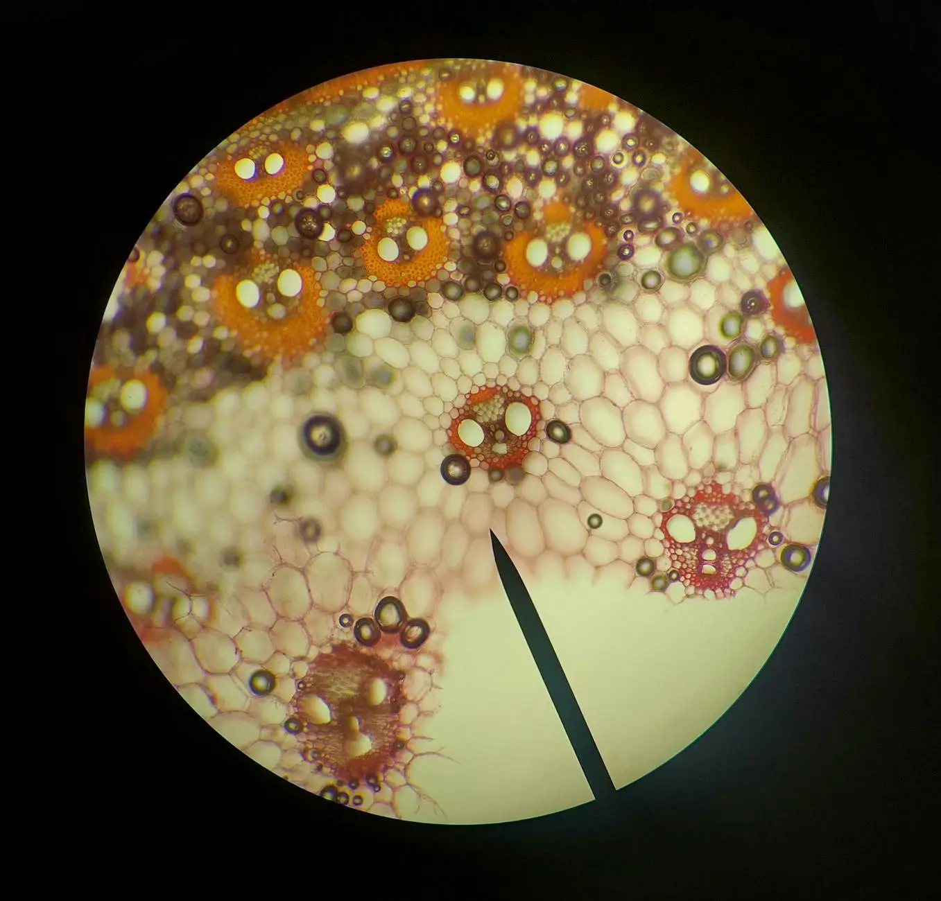 O Metabolismo Celular sob a Lente de Alta Precisão