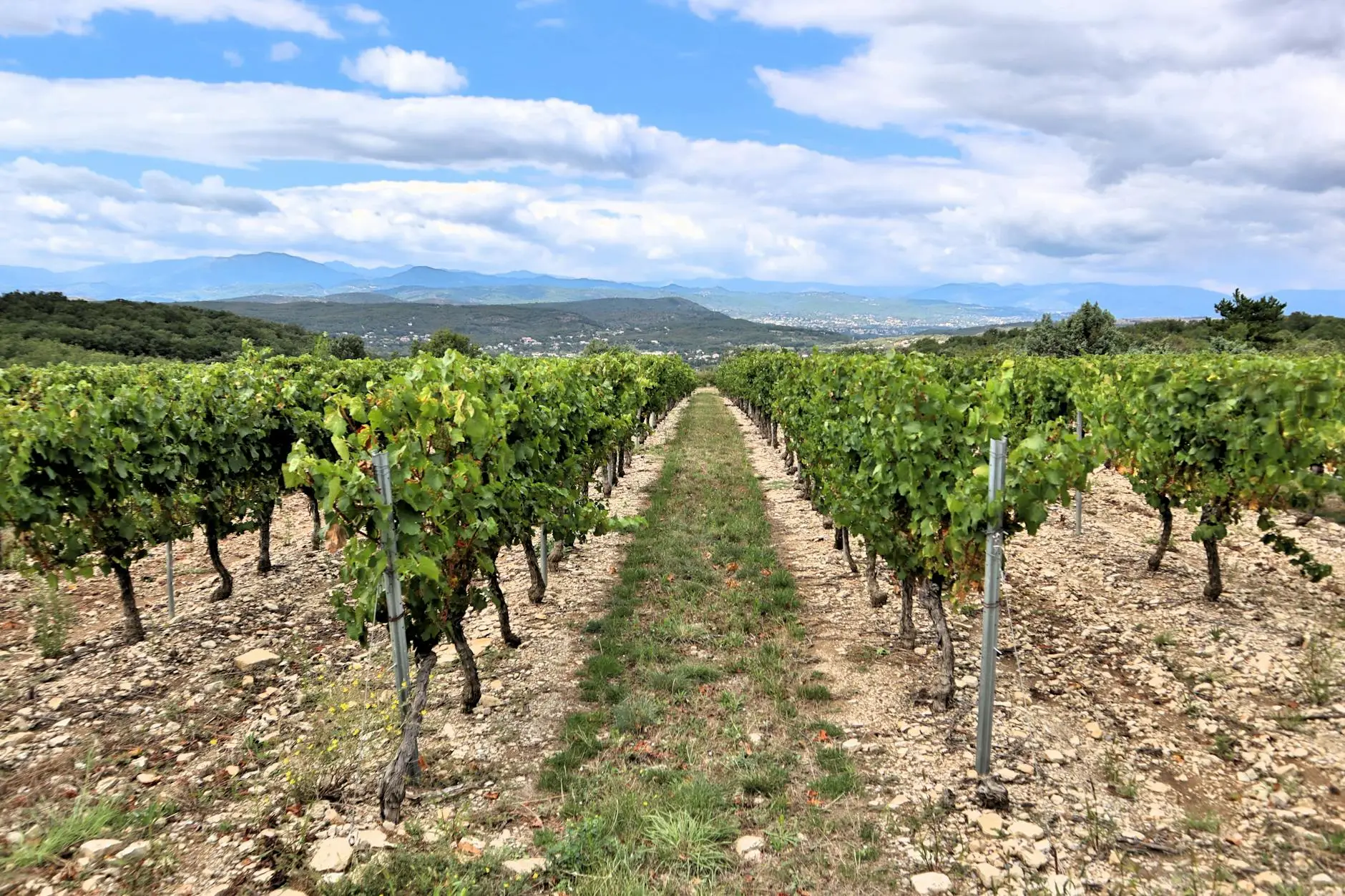 Guia Definitivo de Vinhos: Aprenda a Degustar, Harmonizar e Escolher o Rótulo Perfeito
