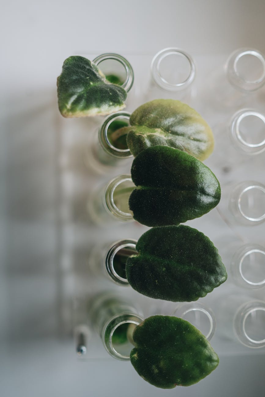 Nutricosmética: A Ciência da Beleza de Dentro para Fora