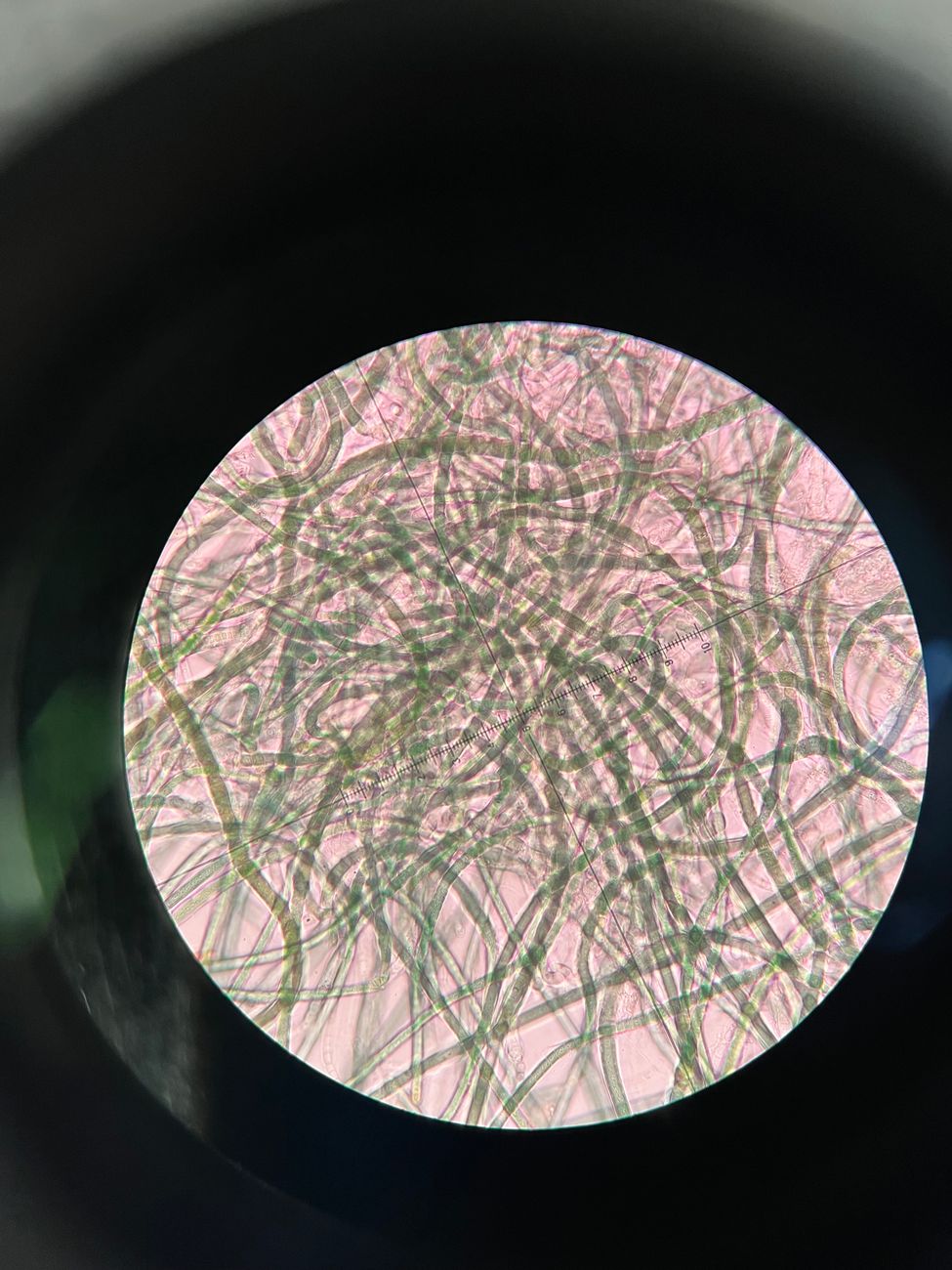 Cronograma Capilar para Cabelos com Química: Ciência e Luxo