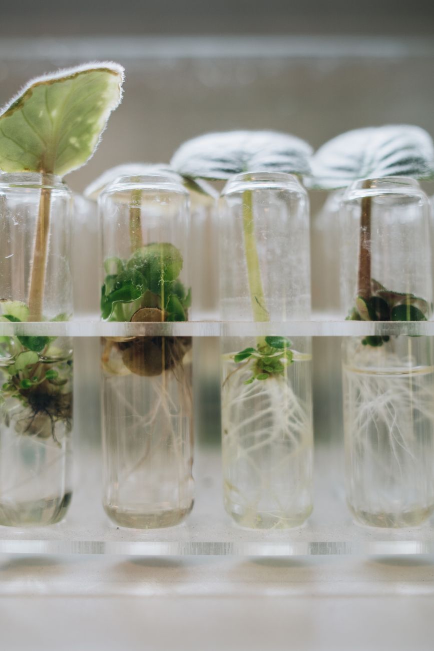 Nutricosméticos: A Ciência da Beleza de Dentro para Fora
